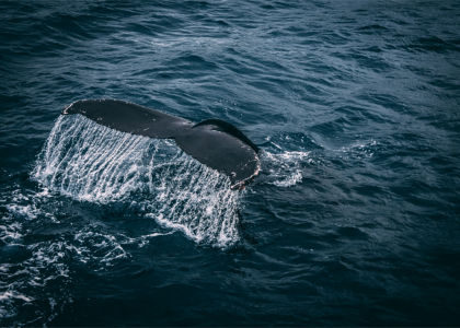 Whale Watching - Hannibal Lodge Panama adventure hostel