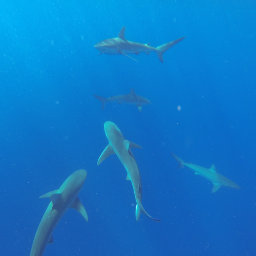 Hannibal Lodge Panama, Adventure Hostel - Coiba Island Tour